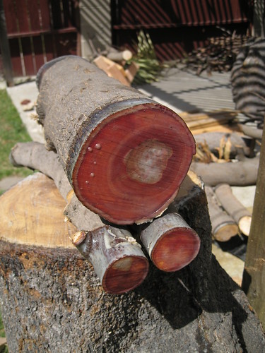European olive logs sealed with Anchorseal turning red