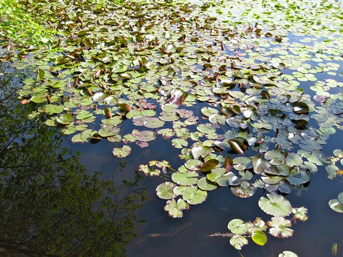 Beaver Pond Lilies - 6