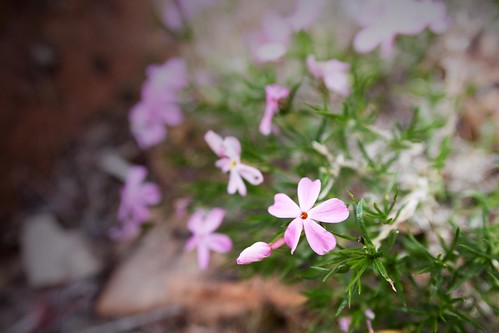 Flower on Hidden Canyon Trail @ Zion National Park