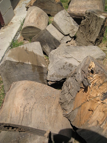 huge Eucalyptus logs