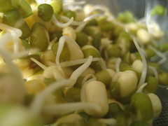bean sprouts, E. coli, Germany, Reporting on Health, health journalism