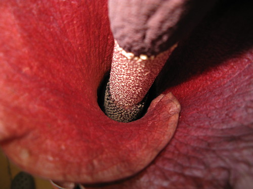 Photo: Amorphophallus konjac