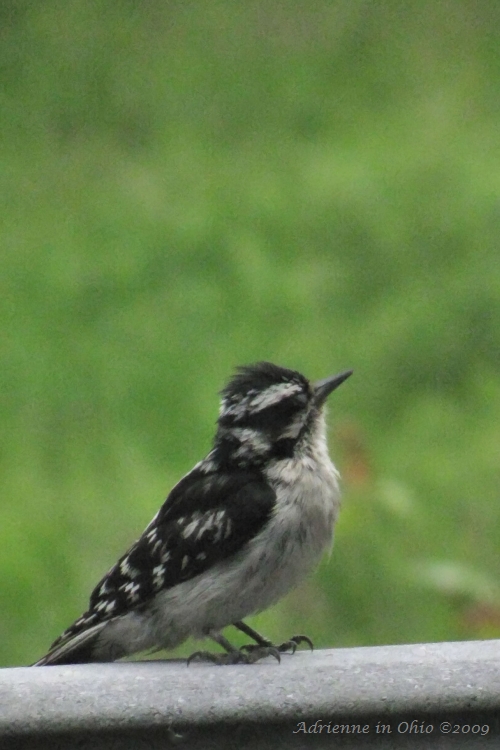 black and white woodpecker photo by Adrienne Zwart