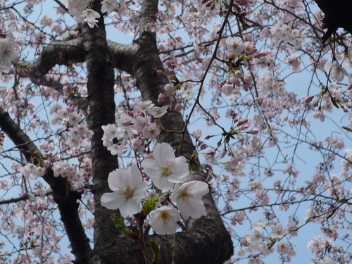 武蔵浦和の桜