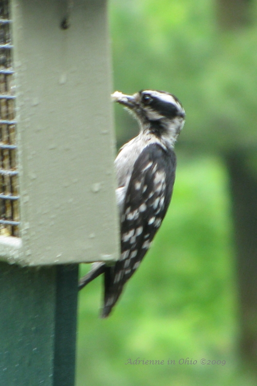 soggy downy woodpecker female photo by Adrienne in Ohio