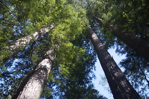 Im still trying to figure out the angle that can show how tall these trees are.
