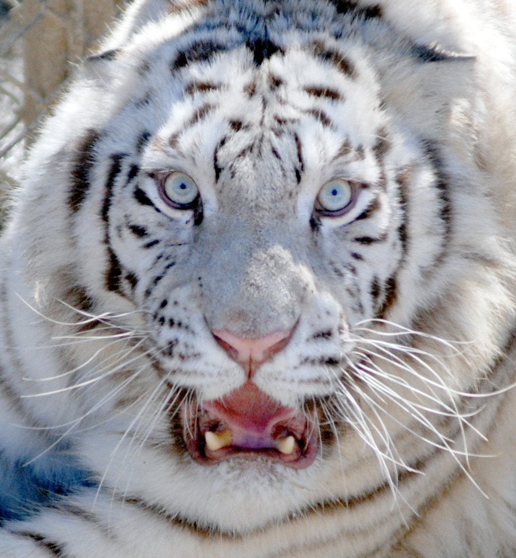 белый тигр на охоте видео