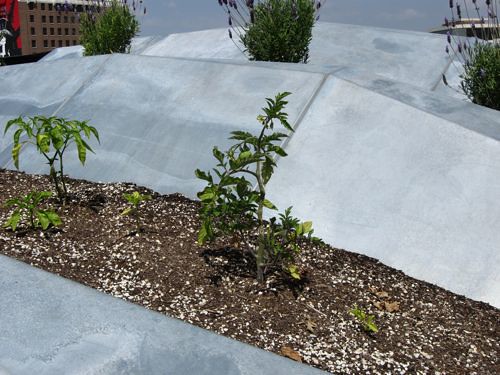Among the produce growing on the SynthE roof for use in the Blue Velvet kitchens is beef steak tomatoes and lavender.
