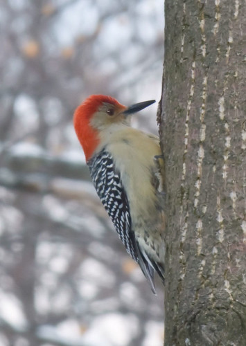 red-bellied woodpecker photo by Adrienne in Ohio