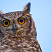 The spotted eagle owl in my backyard