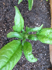 Anglų lietuvių žodynas. Žodis spinach plant reiškia špinatai augalų lietuviškai.