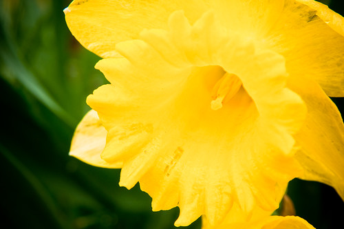 blazing daffodil