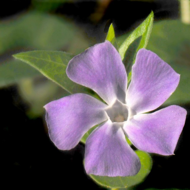 Photo: Greater periwinkle