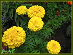 Tagetes erecta 'Antigua Yellow' (African Marigold) in our garden, August 2008