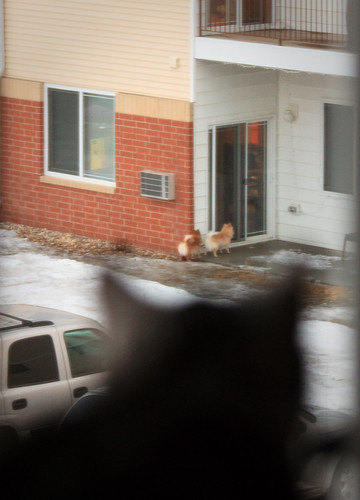 Apartment cat is
      watching your dogs