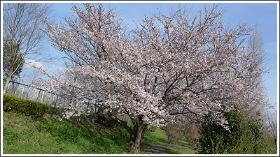 さいたまの桜