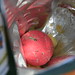 arte animal: pelota de orly babeada en bolsa de patatas