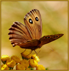 Elusive Butterfly (1)