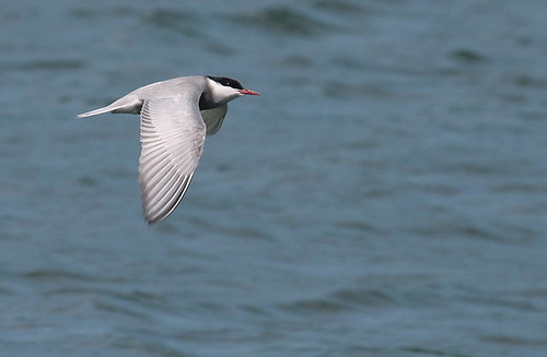 Whiskered Tern (Chlidonias hybrida)