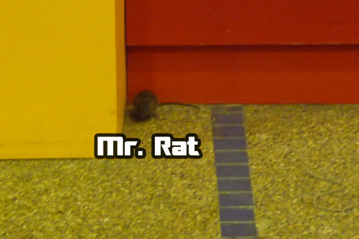 rat5