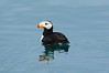Horned Puffin Swimming