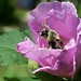Pollinator Week Sponsor Kit