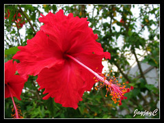 Red Hibiscus rosa-sinensis 'Archerii' at our church compound, February 2009