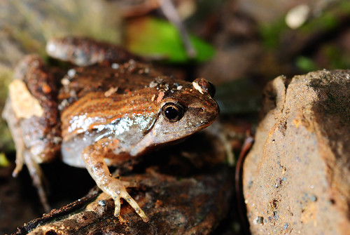 DSC_8803　Ornate Narrow-Mouthed frog / 小雨蛙