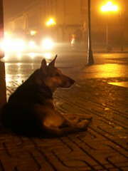 DOG IN THE COLD STREET