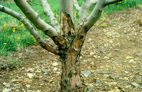 Black rot canker associated with winter injury on an apple tree main trunk and scaffold limbs. Photo courtesy of James W. Travis, Penn State University.