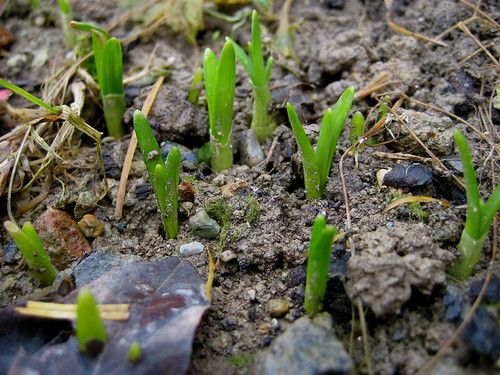 primavera 3