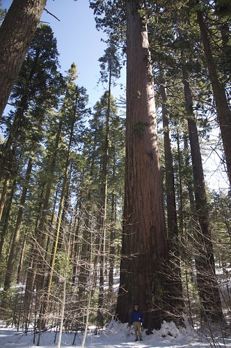 Its hard to show you how huge these trees are. If you can see tiny Andy is in the picture, youll get the idea.