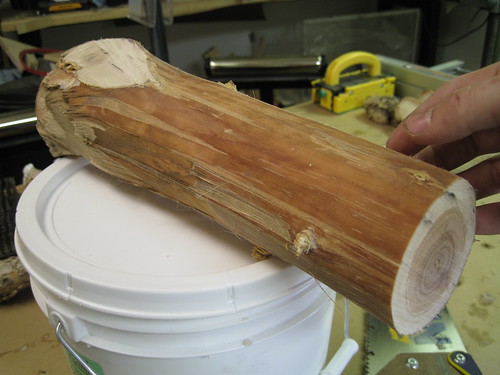 paperbark limb peeled of its bark