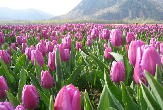 Tulips of The Valley