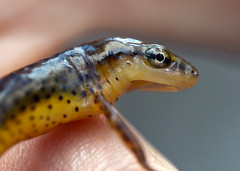 C-Falls - Newt head • <a style="font-size:0.8em;" href="http://www.flickr.com/photos/30765416@N06/5714425555/" target="_blank">View on Flickr</a>
