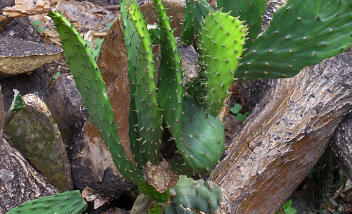 Nopal 06 • <a style="font-size:0.8em;" href="http://www.flickr.com/photos/30735181@N00/5766919452/" target="_blank">View on Flickr</a>
