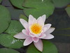 Flowers of Soka - White Lotus