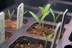 tom seedlings