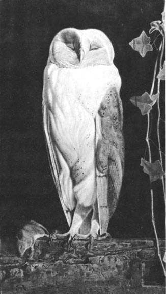 the white owl 