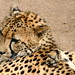 Leoparden im Safari Park