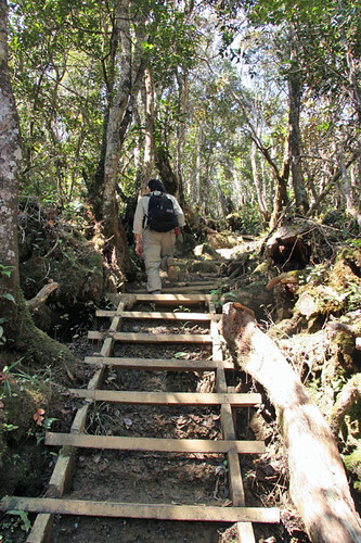 Mesilau Trail