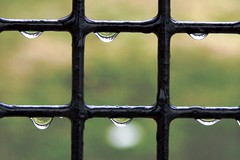 drops on fence