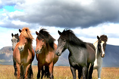 Icelandic horses. (Explored)