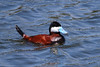 Ruddy Duck by dave and rose, on Flickr