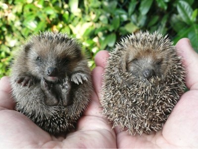 A handful of baby hedgehogs!