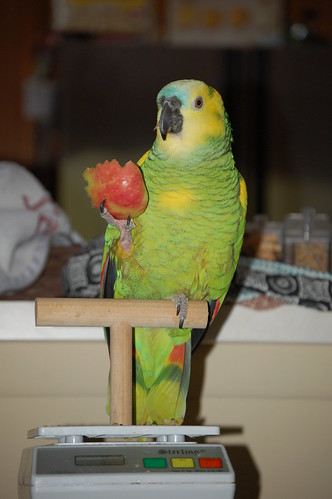 Obesity in Parrots | Amazon Parrot | BirdTricksStore.com
