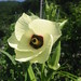 2004Sep Okra's flower