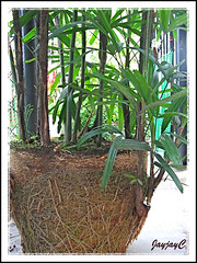 Step 1: Propagating Rhapis excelsa or Lady Palm, April 2 2009 at our backyard. Broken pot removed