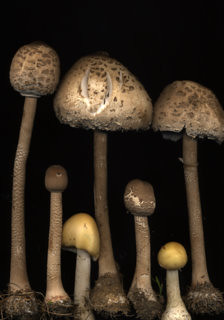 15097 Mushrooms
