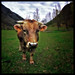 The loneliness of the cow 3.758
